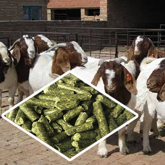 The Evolution and Application of Feed Machines in Modern Agriculture